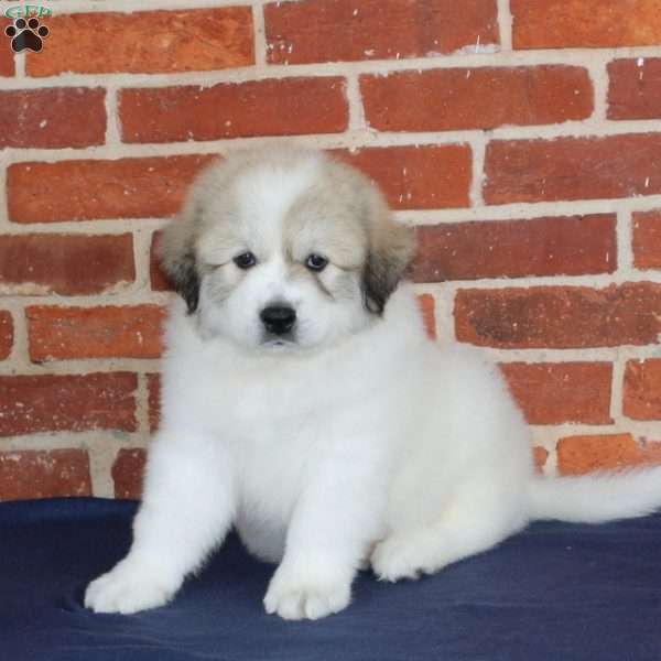 Quinn, Great Pyrenees Puppy